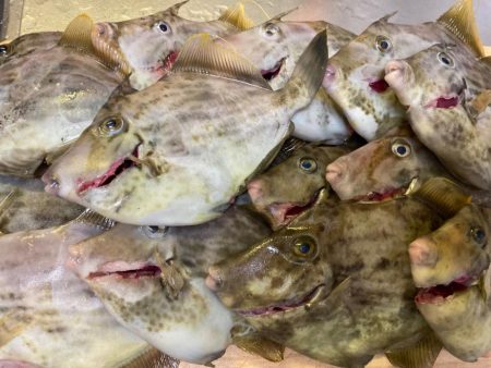 シーズン先取りカワハギ釣り!