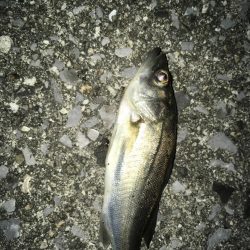 思いつき夜釣り