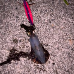 大蔵海岸エギング