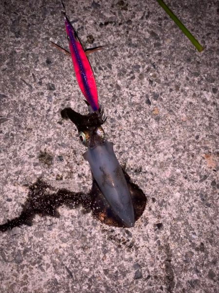 大蔵海岸エギング