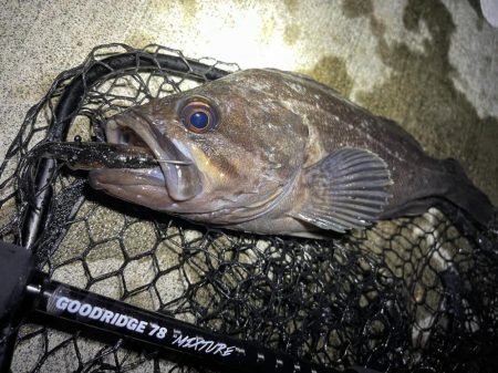 夏枯れ知らずのクロソイ釣行！