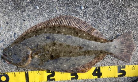 フラットフィッシュ