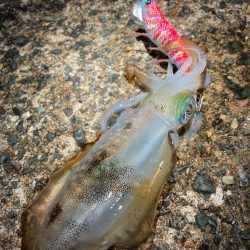 京都の秋イカは順調