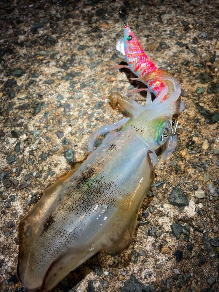 京都の秋イカは順調