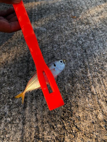 サヨリ難しい…