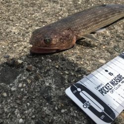 友達が会いに来たよESO