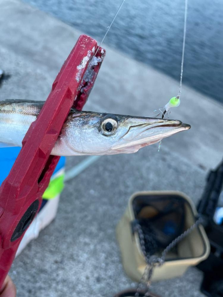 タチウオ狙いの釣り