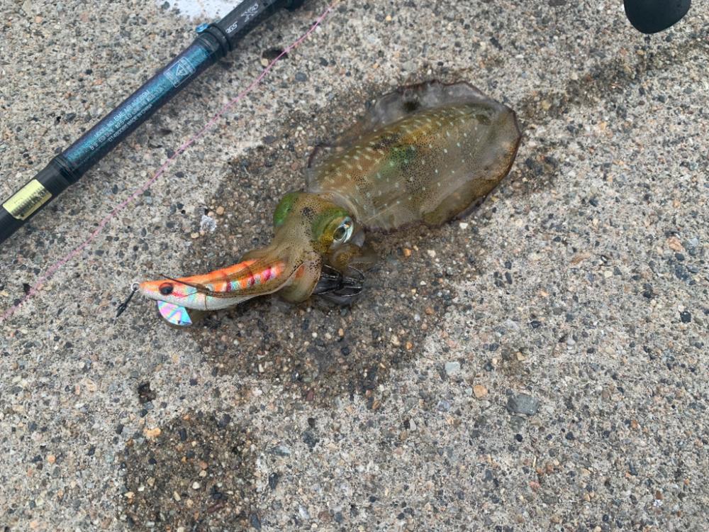 念願のシーズン開幕か！