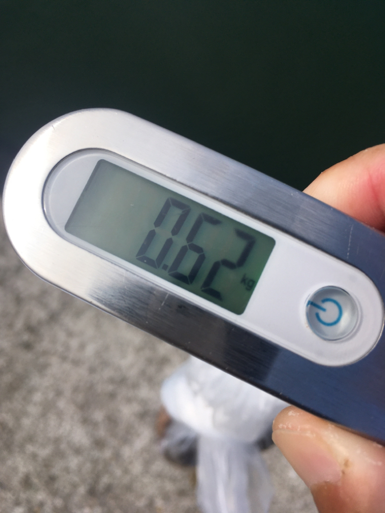 【タコフィネス】600g1杯