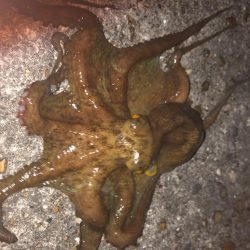 リベンジマッチ！