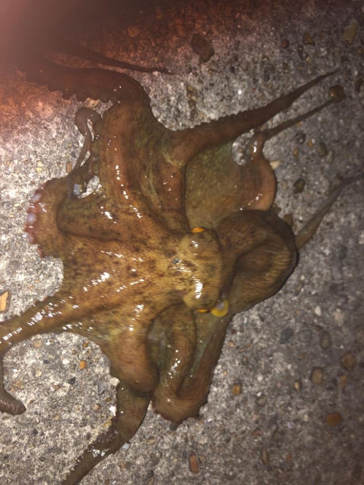 リベンジマッチ！