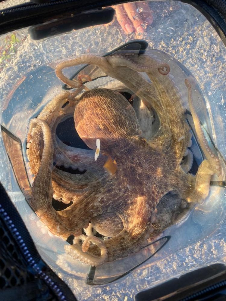 まだまだタコ！