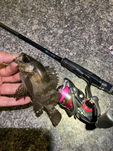 真夏のライトゲーム