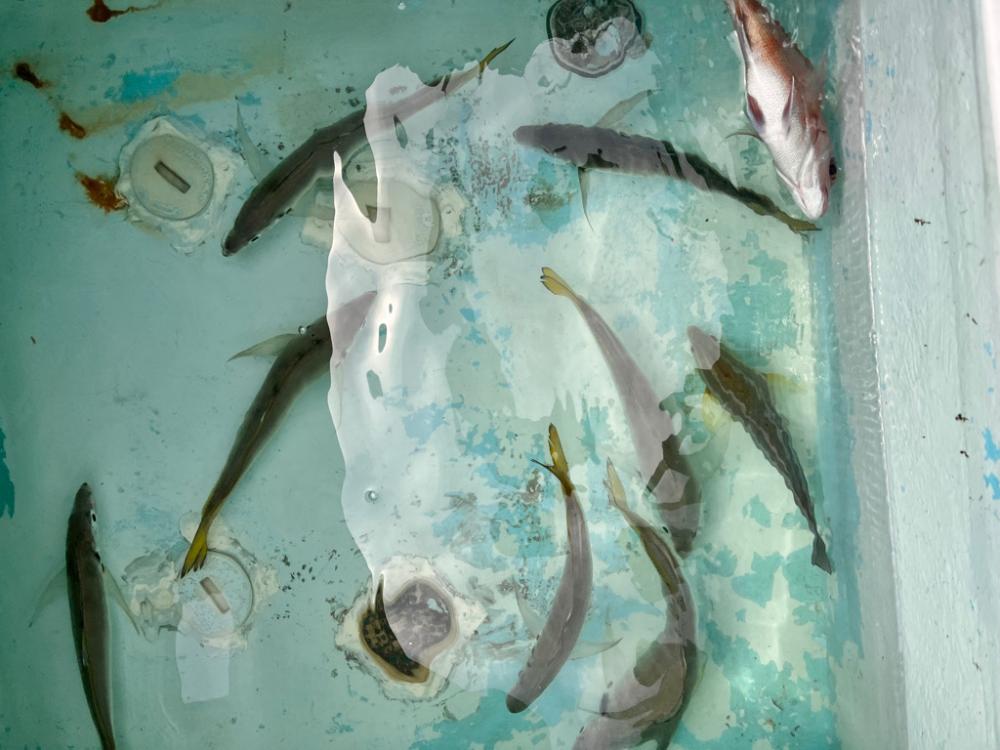 ジギングとサビキ