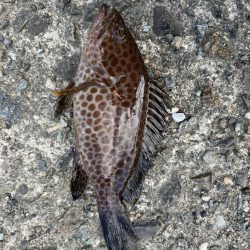 隙間時間ライトゲーム