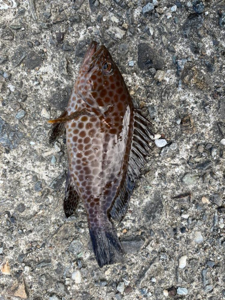 隙間時間ライトゲーム