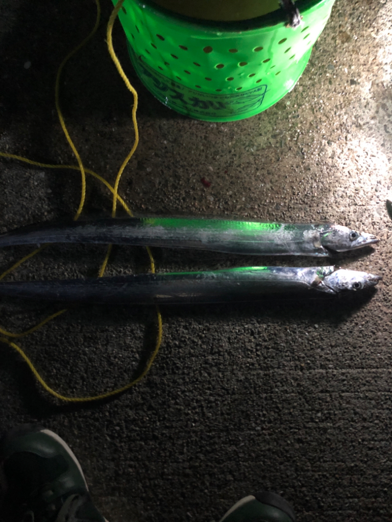 短時間でも満足タチウオ !