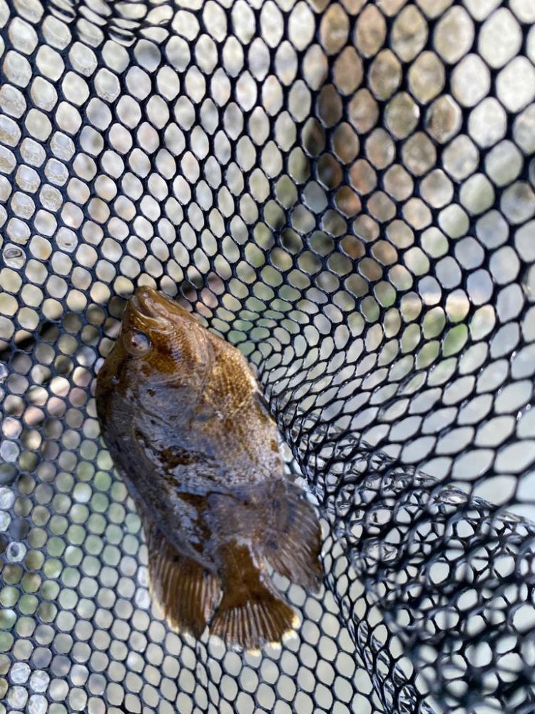 大阪府ライトゲーム