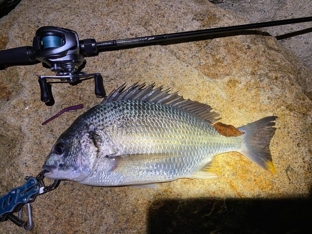 淀川ブリームゲーム