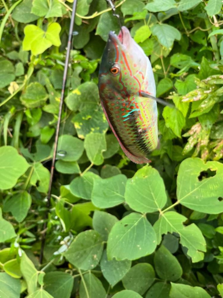 今日もアコウ、ガシラ!