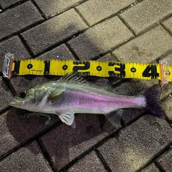 久しぶりのナイトシーバス