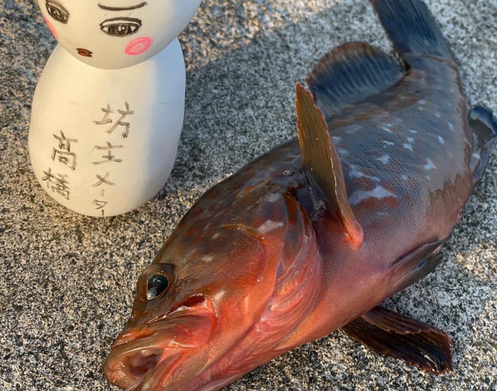 赤みの強いアコウ