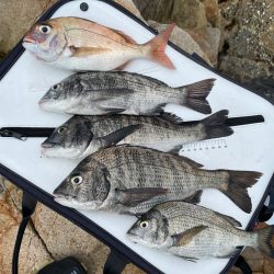 宮島チヌ釣り#2