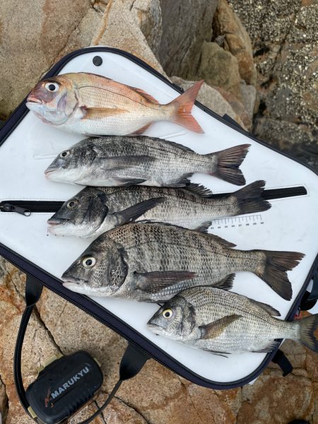 宮島チヌ釣り#2