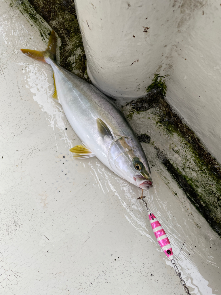 明石沖ジギング