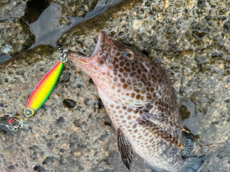 久しぶりの地磯でロックフィッシュゲーム