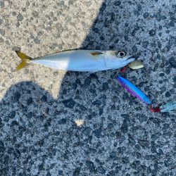 西宮ケーソンでジギング