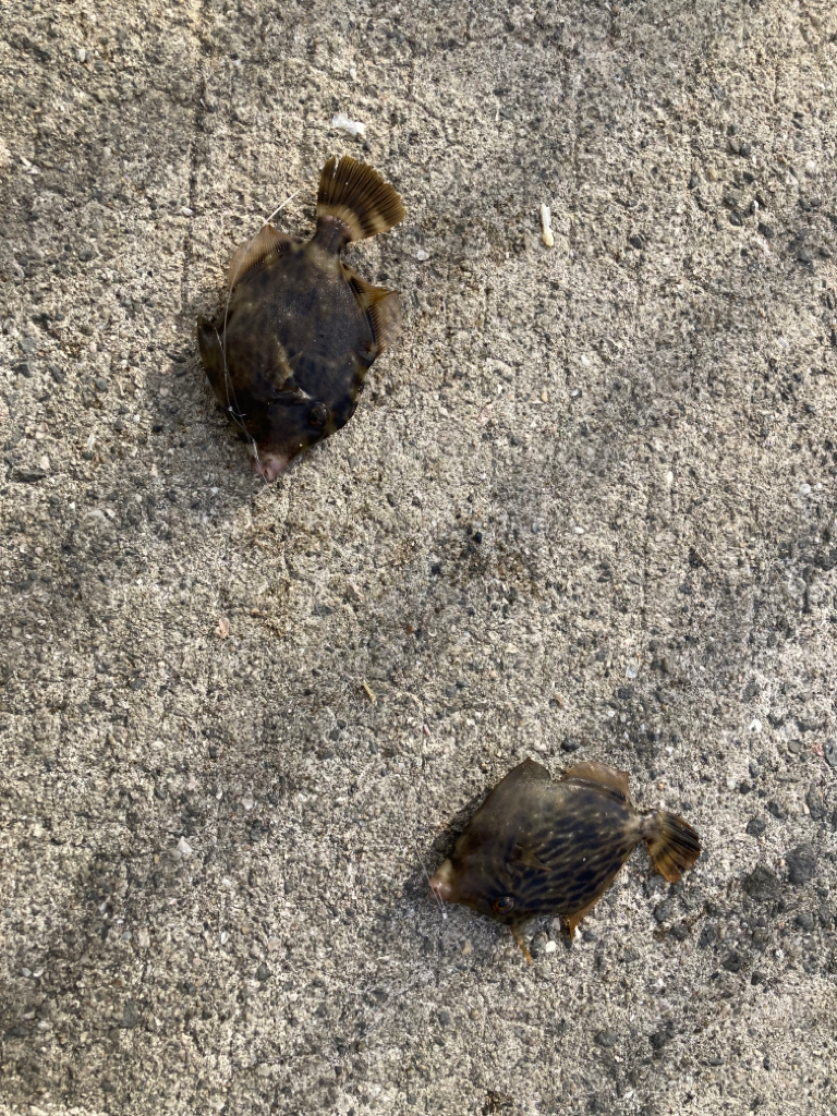 サヨリとハゲと根魚