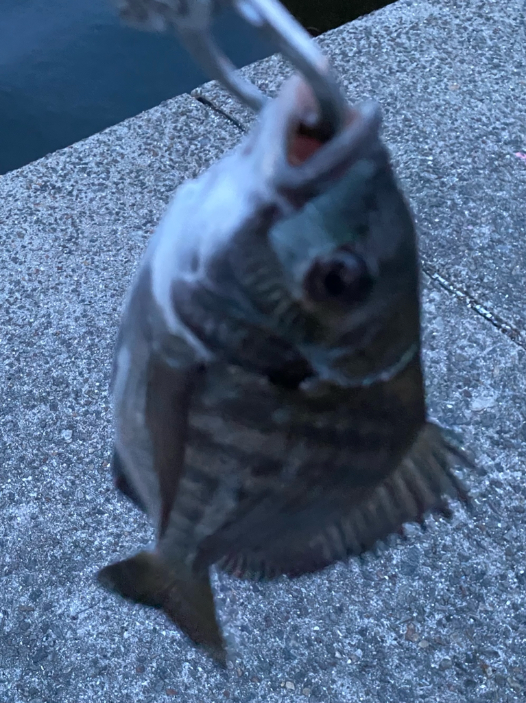 ヘチってきました