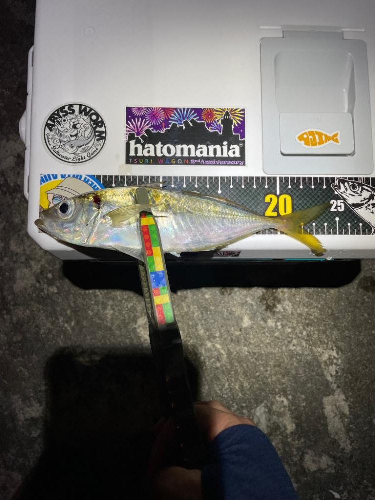 アジングに出掛けたのに