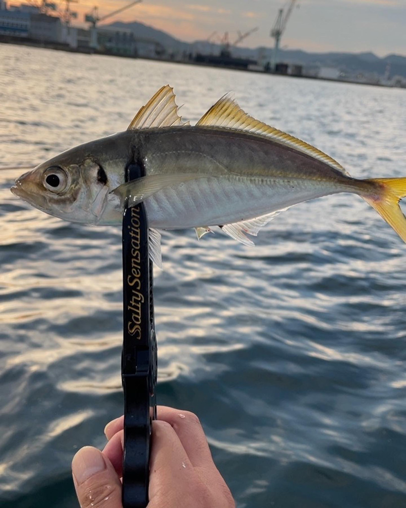 初めての乗合アジ便