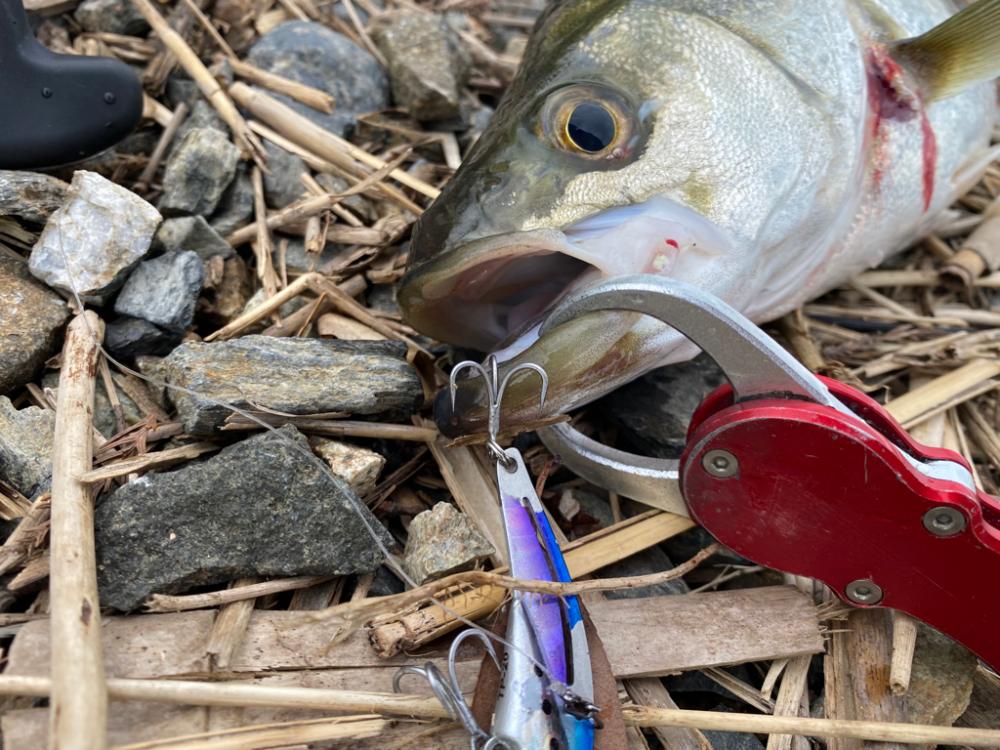 リバーシーバス