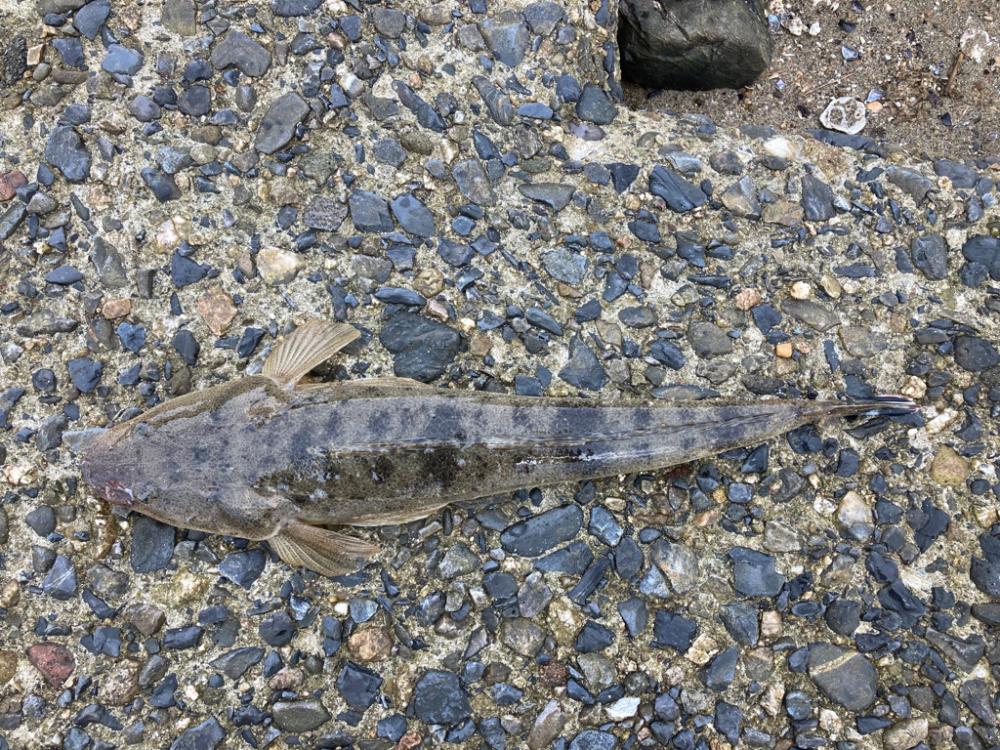 フラットフィッシュ