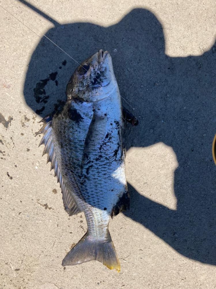 マゴチングからの〜チニング