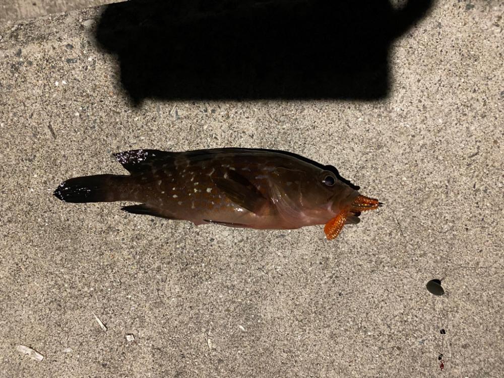 アジング、根魚釣り