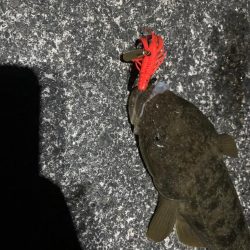 マゴチにきじはたに贅沢三昧