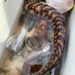 ウツボゲット！