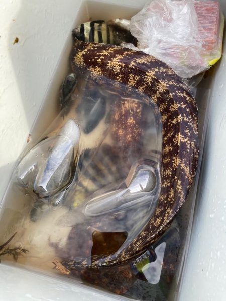 ウツボゲット！