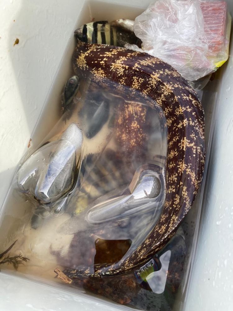 ウツボゲット！