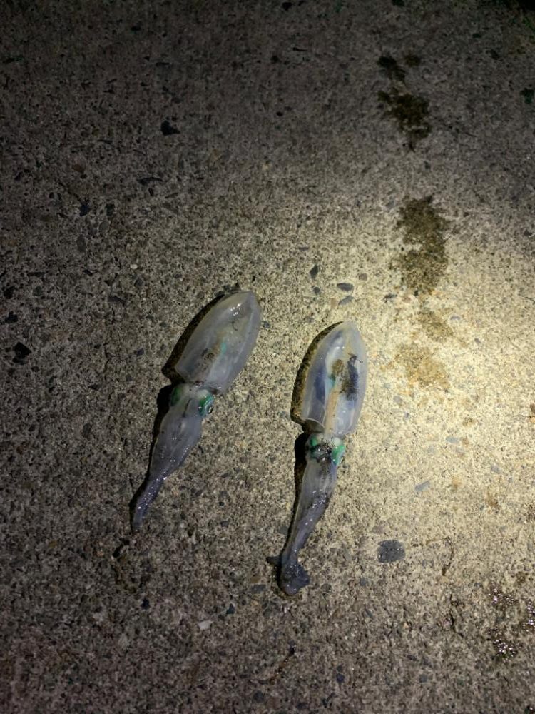 久しぶりの日本海釣行