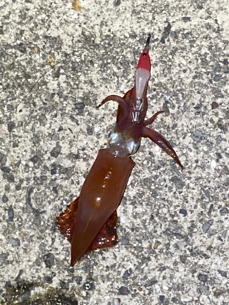 今期初ケンサキ