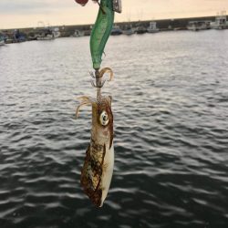 【兵庫】新子調査