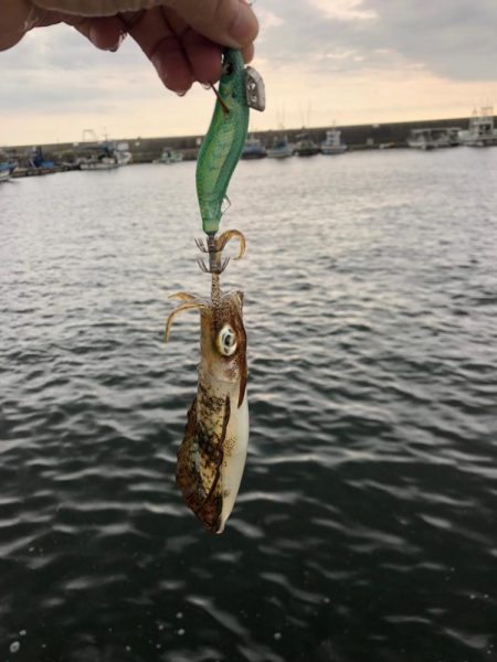 【兵庫】新子調査