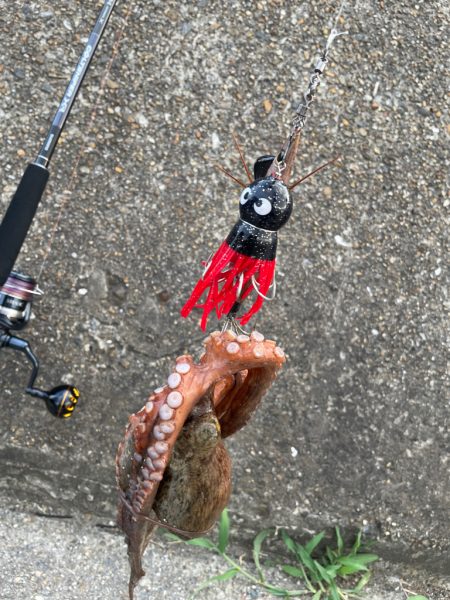 ２日連続のタコ🐙