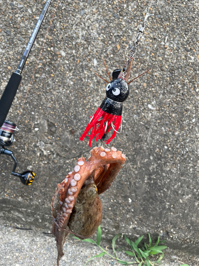 ２日連続のタコ🐙