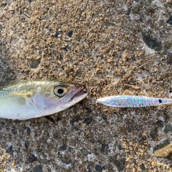 まさかのカワハギ